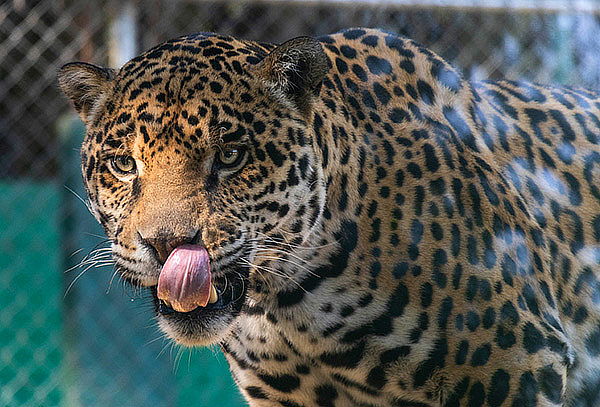 Entrada a Rancho Mágico: 5 Zonas Temáticas ¡1600 ejemplares!