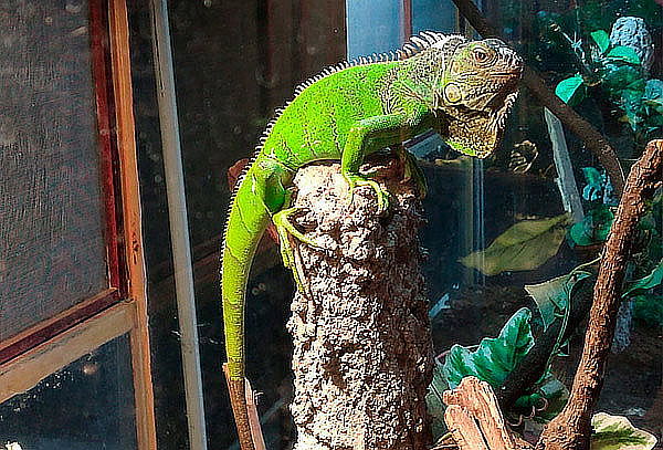 Entrada a Rancho Mágico: 5 Zonas Temáticas ¡1600 ejemplares!