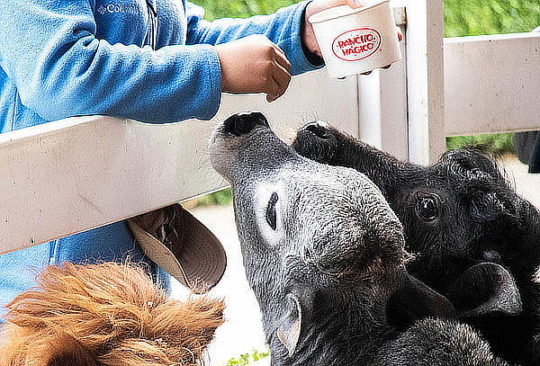 Entrada a Rancho Mágico: 5 Zonas Temáticas ¡1600 ejemplares!