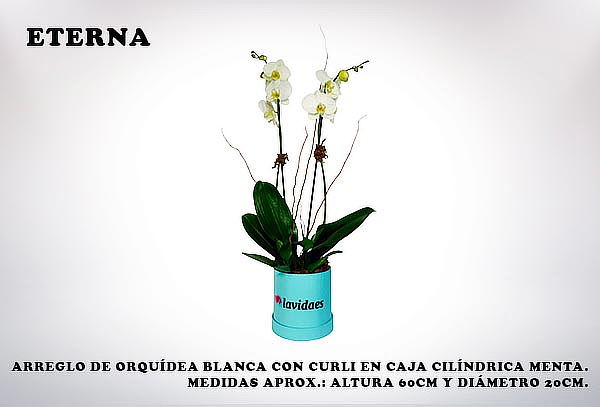 Sorprende con Flores y Rosas de Lavidaes