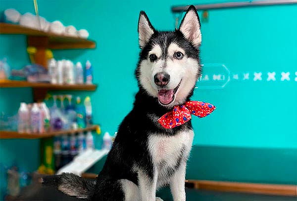 Perrito guapo con Spa VIP + corte en la Perrukeria ¡2 suc!