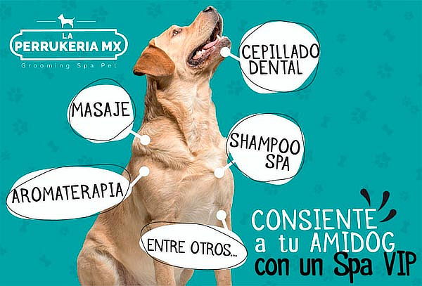 Perrito guapo con Spa VIP + corte en la Perrukeria ¡2 suc!
