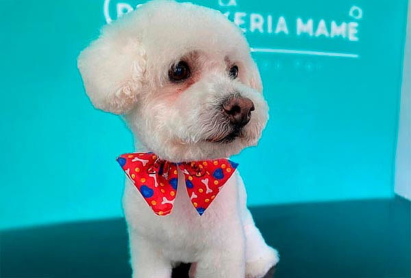 Perrito guapo con Spa VIP + corte en la Perrukeria ¡2 suc!