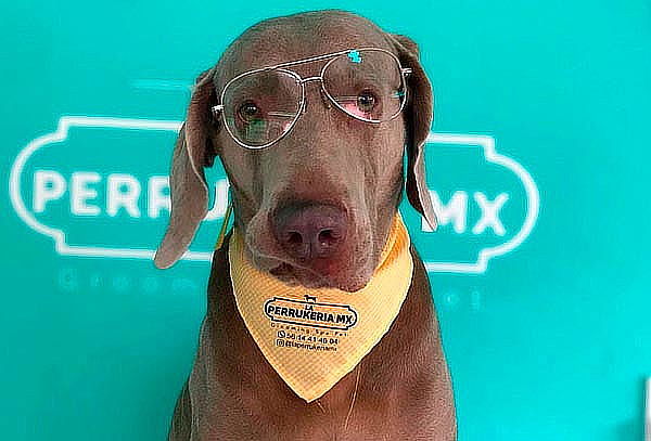 Perrito guapo con Spa VIP + corte en la Perrukeria ¡2 suc!