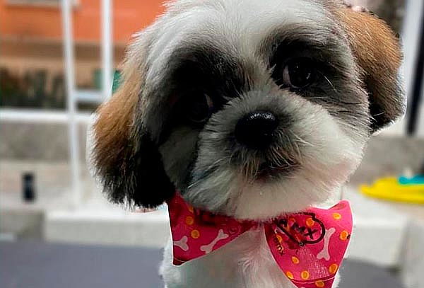 Perrito guapo con Spa VIP + corte en la Perrukeria ¡2 suc!