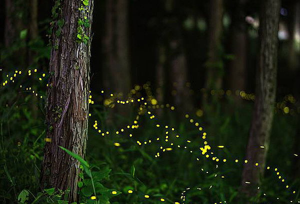 Santuario de la Luciérnaga ¡Luces en el Bosque!