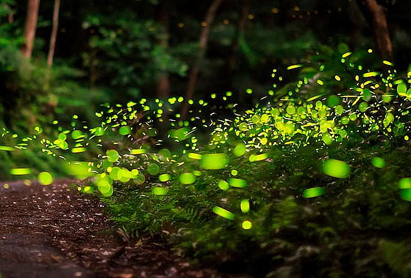 Santuario de la Luciérnaga ¡Luces en el Bosque!