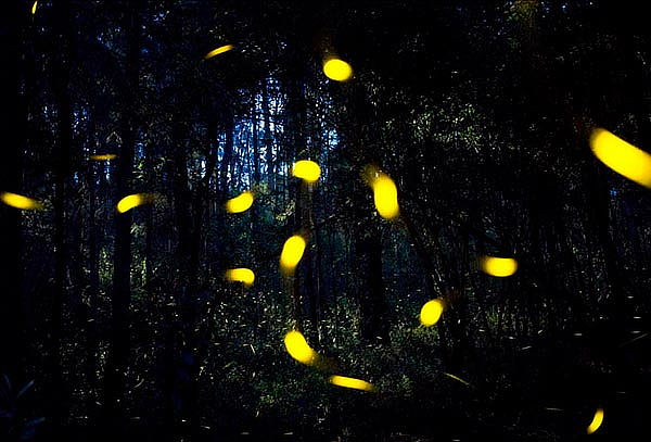 Santuario de la Luciérnaga ¡Luces en el Bosque!