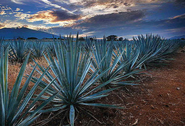 GDL y Tequila 2D/1N + Degustación, Tlaquepaque