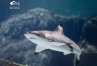 Acceso General a Acuario Michin ¡Maravillas del mar en CDMX!