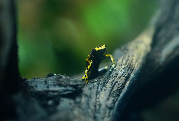 Acuario Interactivo Inbursa + Fila Preferencial + Expo