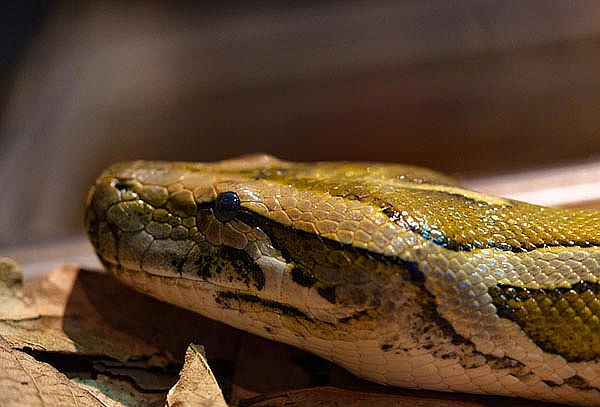 Acuario Interactivo Inbursa + Fila Preferencial + Expo