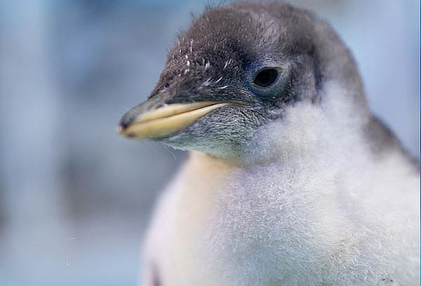 Acuario Interactivo Inbursa + Fila Preferencial + Expo
