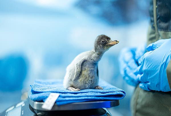 Acuario Interactivo Inbursa + Fila Preferencial + Expo