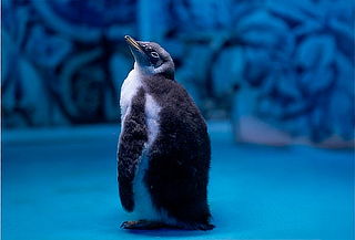 Acuario Interactivo Inbursa + Fila Preferencial + Expo