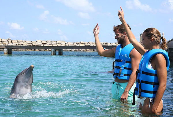 DELPHINUS: Nada con Delfines, actividades Harmony o Interax