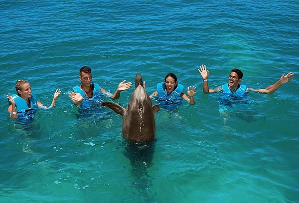 DELPHINUS: Nada con Delfines, actividades Harmony o Interax