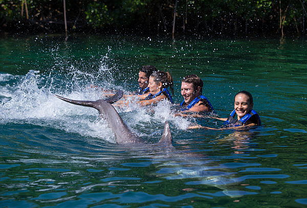 XEL-HÁ: Delfines + Alimentos, ¡MEJOR PRECIO en DELPHINUS!