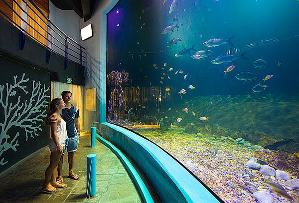 Acuario Interactivo de Cancún + nado con delfines, Asombrate