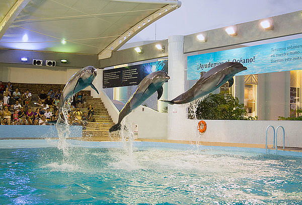 Acuario Interactivo de Cancún + nado con delfines, Asombrate