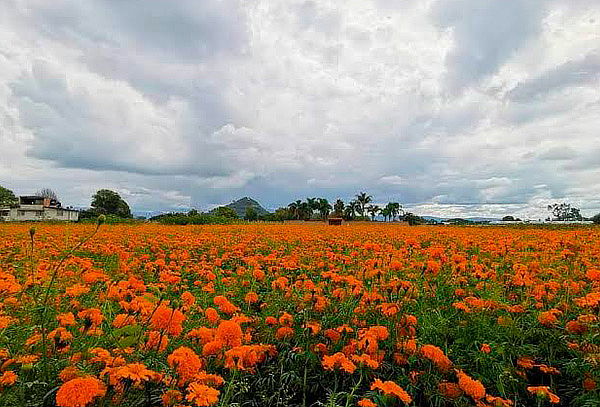 Campos de Cempasúchil en Puebla + Valle de Catrinas