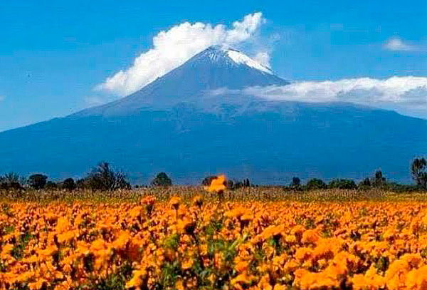 Campos de Cempasúchil en Puebla + Valle de Catrinas