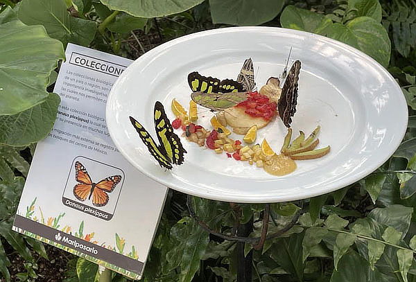 Combo Plus: 4 atracciones en Zoo Aventuras Chapultepec
