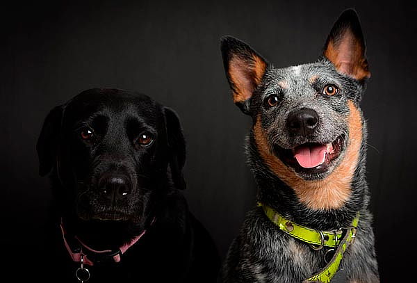 Sesión Fotográfica para tu Mascota