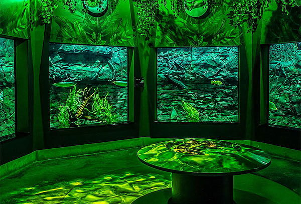 Acceso General a Acuario Michin ¡Maravillas del mar en CDMX!