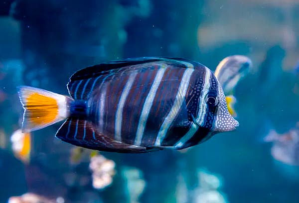 Acceso General a Acuario Michin ¡Maravillas del mar en CDMX!