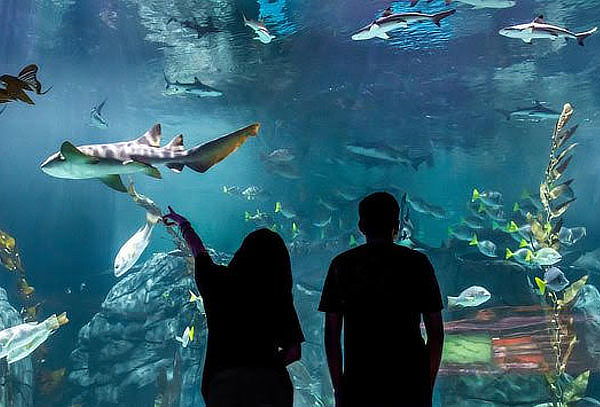 Acceso General a Acuario Michin ¡Maravillas del mar en CDMX!