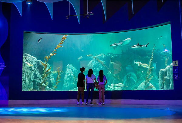 Acceso General a Acuario Michin ¡Maravillas del mar en CDMX!