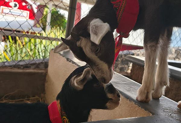 Acceso general a Granja Las Américas + Reptiles 