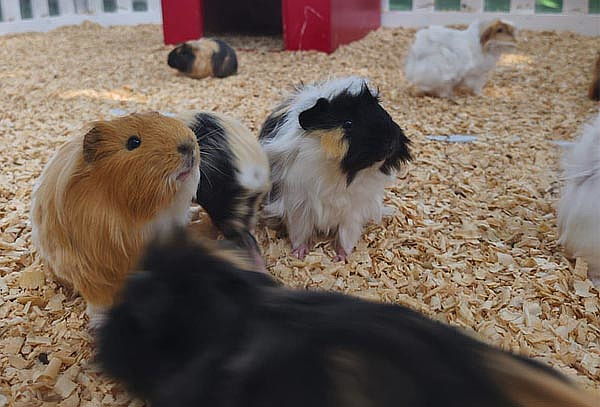 Acceso general a Granja Las Américas + Reptiles 