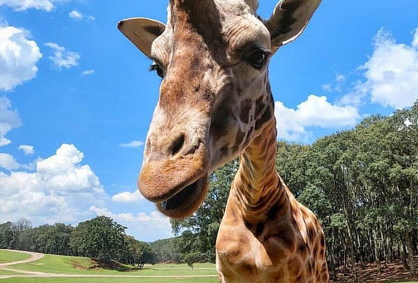 Boleto a Bioparque México + Transporte Incluido 