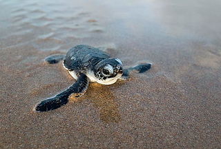 TECOLUTLA: Puente de Marzo 2D/1N Manglares, Tortugas & más 