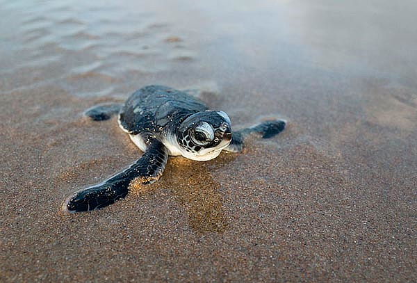 TECOLUTLA: Puente de Marzo 2D/1N Manglares, Tortugas & más 