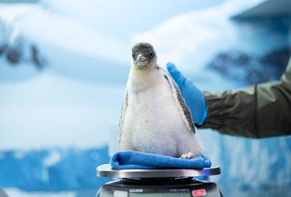 Acuario Interactivo Inbursa + Fila Preferencial + Expo