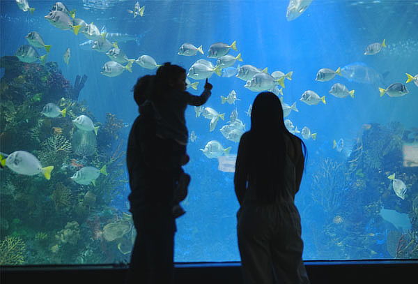 Acuario Interactivo Inbursa + Fila Preferencial + Expo
