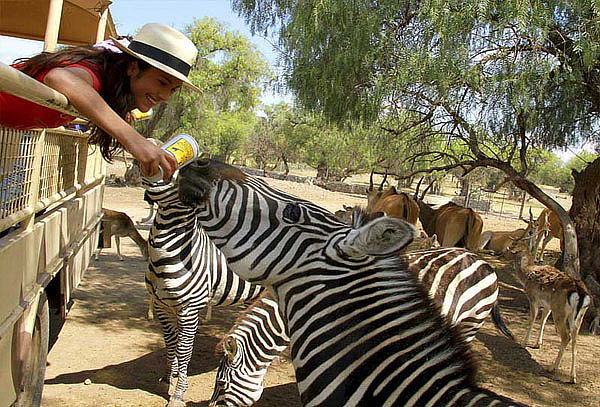 Acceso a REINO ANIMAL, Parque Temático en Teotihuacan