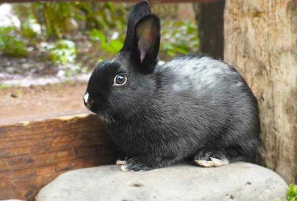 Acceso a REINO ANIMAL, Parque Temático en Teotihuacan