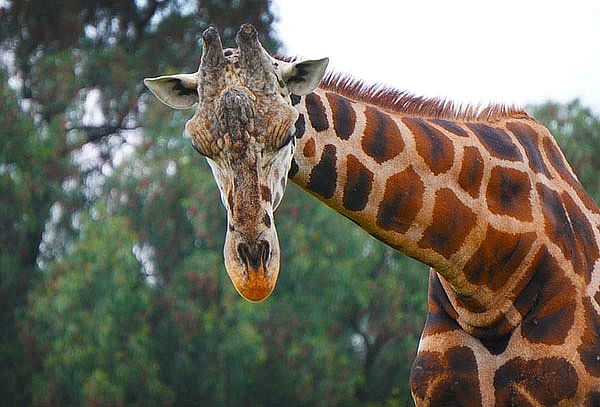 Acceso a REINO ANIMAL, Parque Temático en Teotihuacan