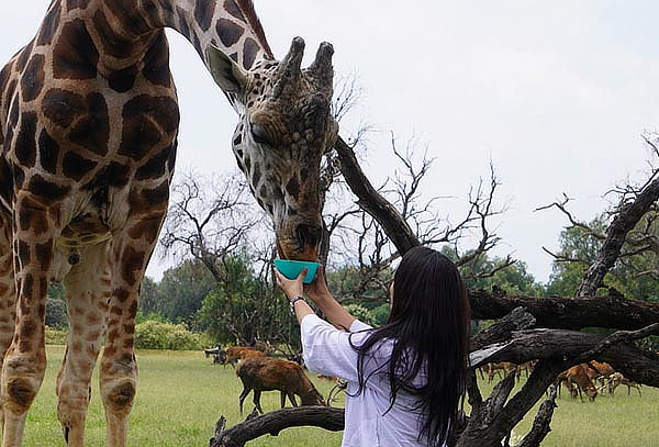 Acceso a REINO ANIMAL, Parque Temático en Teotihuacan