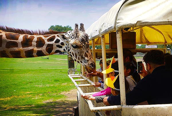 Acceso a REINO ANIMAL, Parque Temático en Teotihuacan