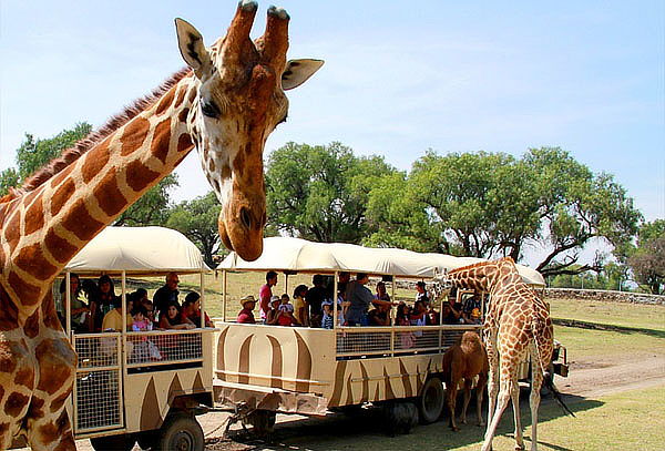 Acceso a REINO ANIMAL, Parque Temático en Teotihuacan