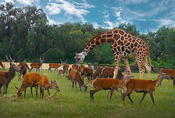 Acceso a REINO ANIMAL, Parque Temático en Teotihuacan