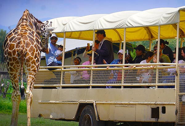 Acceso a REINO ANIMAL, Parque Temático en Teotihuacan