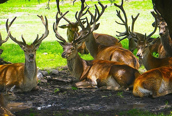 Acceso a REINO ANIMAL, Parque Temático en Teotihuacan