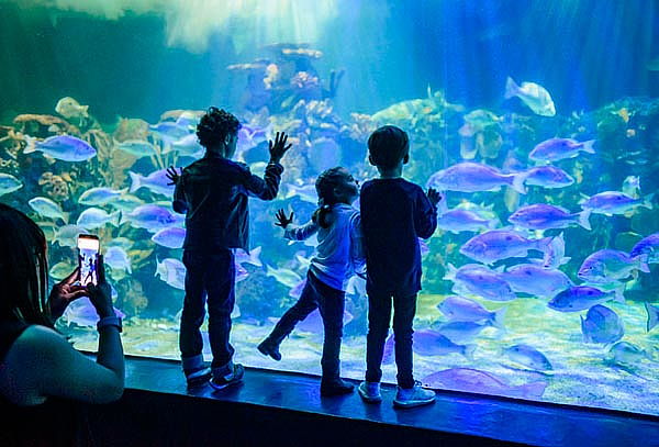 Acuario Interactivo Inbursa + Fila Preferencial + Expo