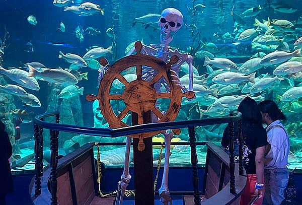 Acceso General a Acuario Michin ¡Maravillas del mar en CDMX!